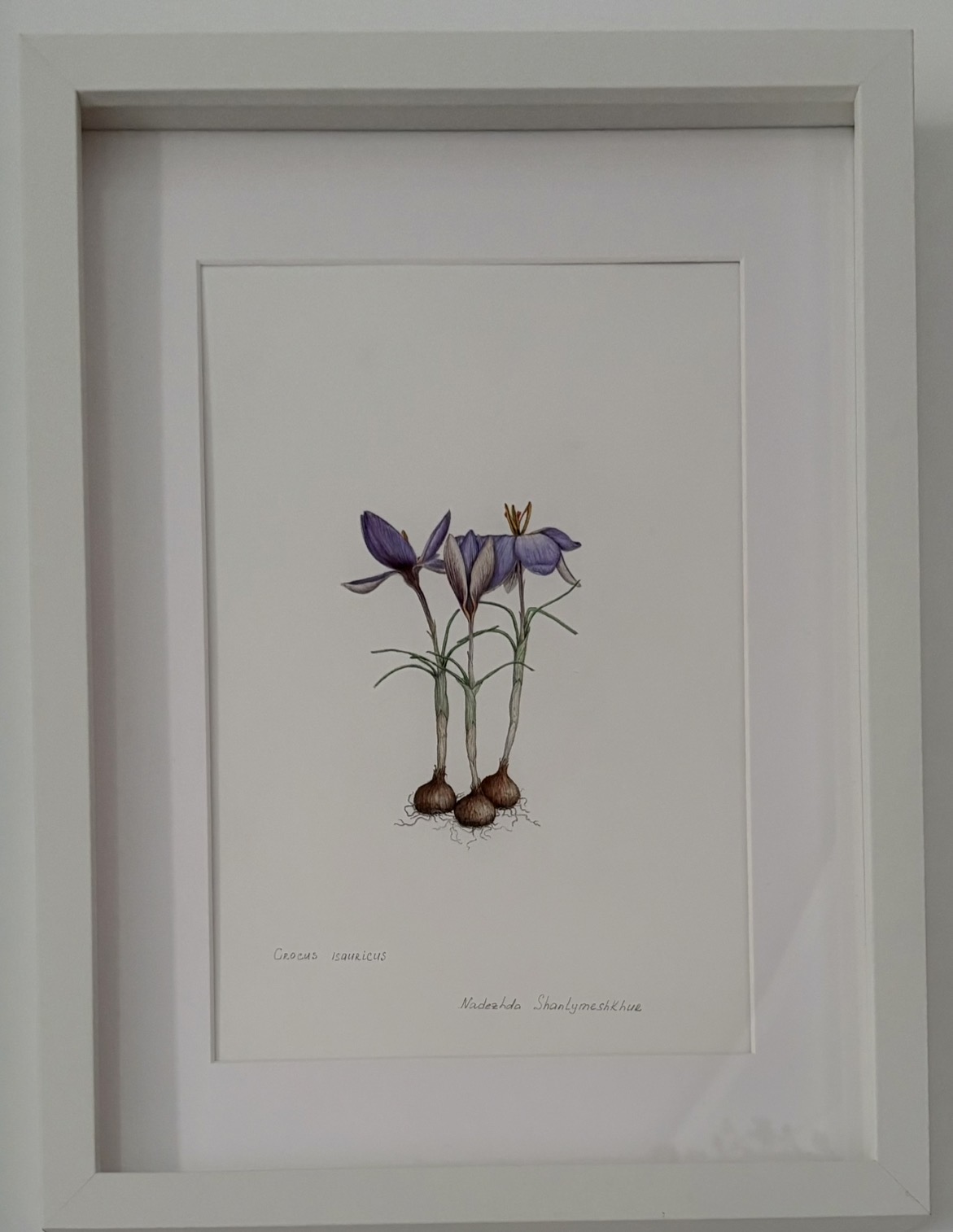 CROCUS İSAURİCUS