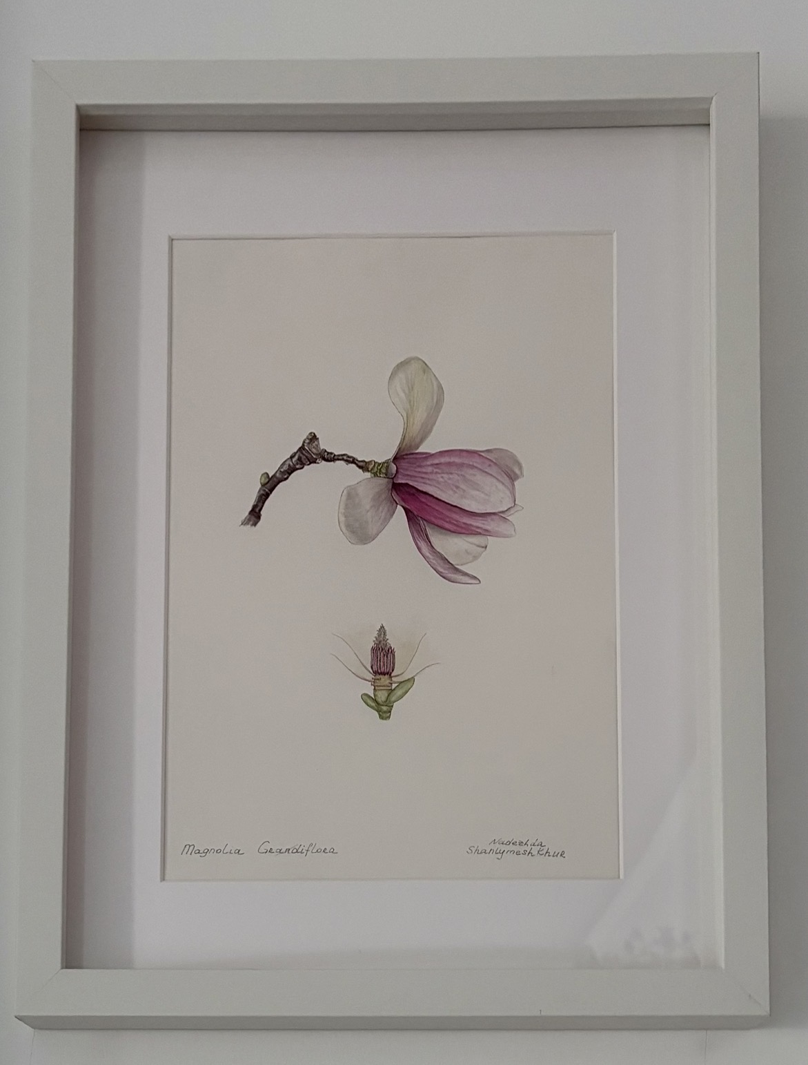 MAGNOLİA GRANDİFLORA